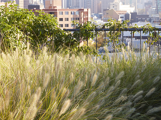 Native Grasses